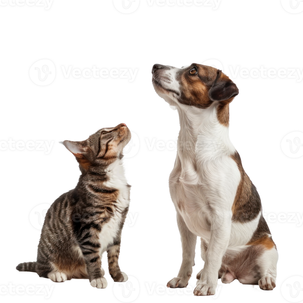 Attentive Dog and Cat Looking Up in Same Direction, standing full body isolate on white background png