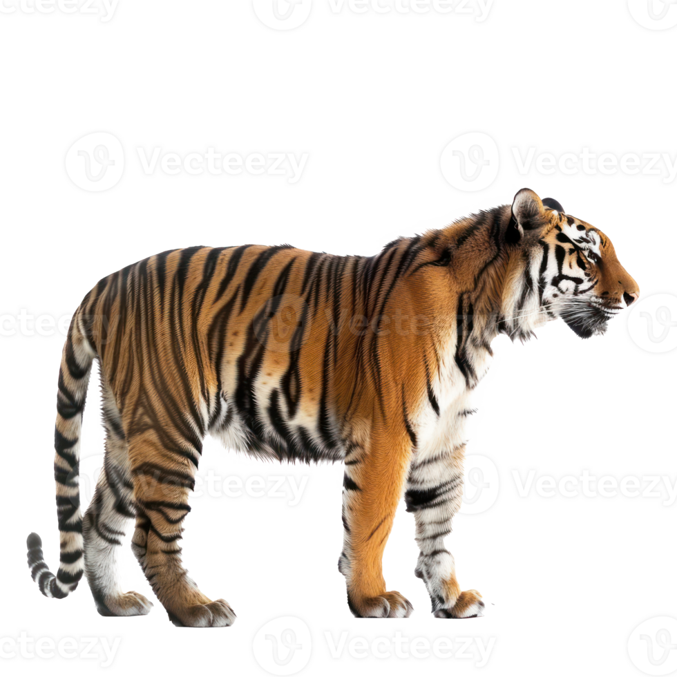 a tiger standing on a transparent background png