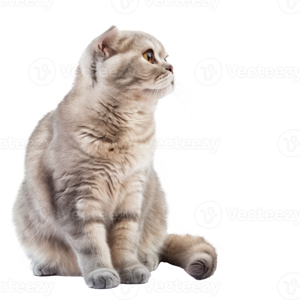 Scottish Folds cat side view full body isolate on white background, png