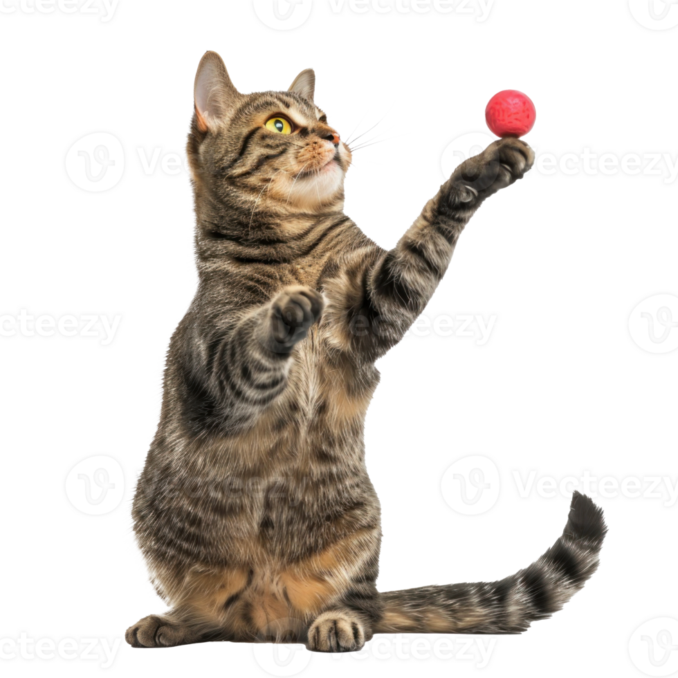 Cat playing with his toy, full body isolate on white background png