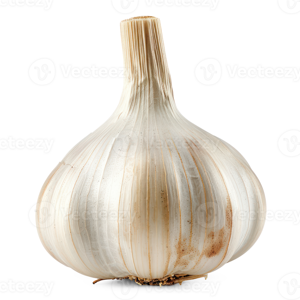 a garlic bulb on a white background png