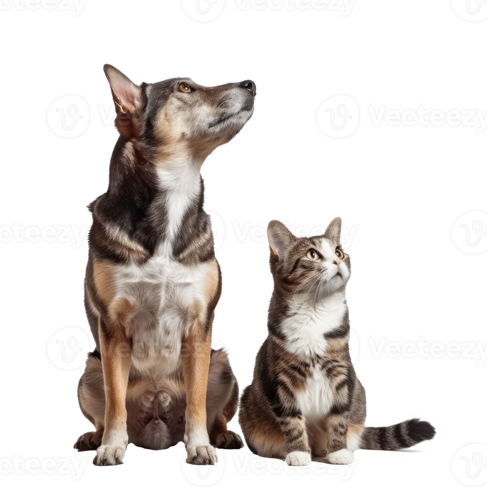 Attentive Dog and Cat Looking Up in Same Direction, standing full body isolate on white background png