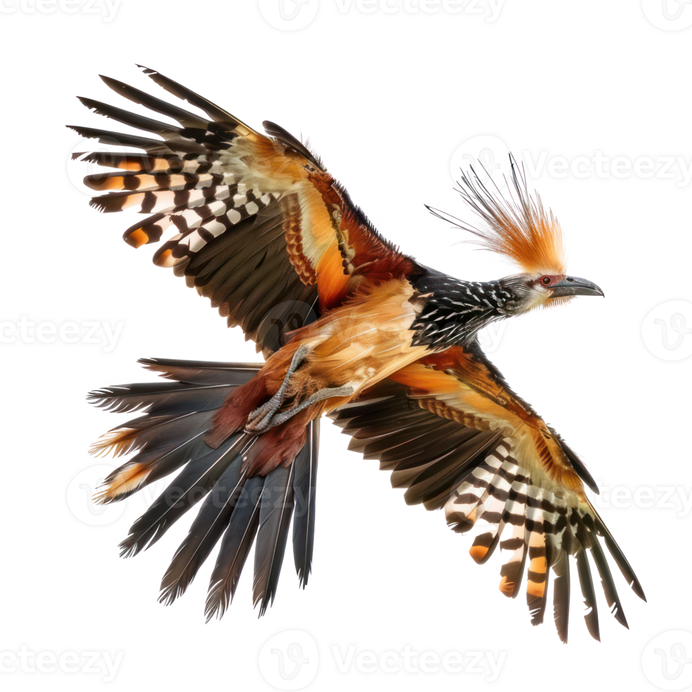 Hoatzin bird fly full body isolate on transparency background, png