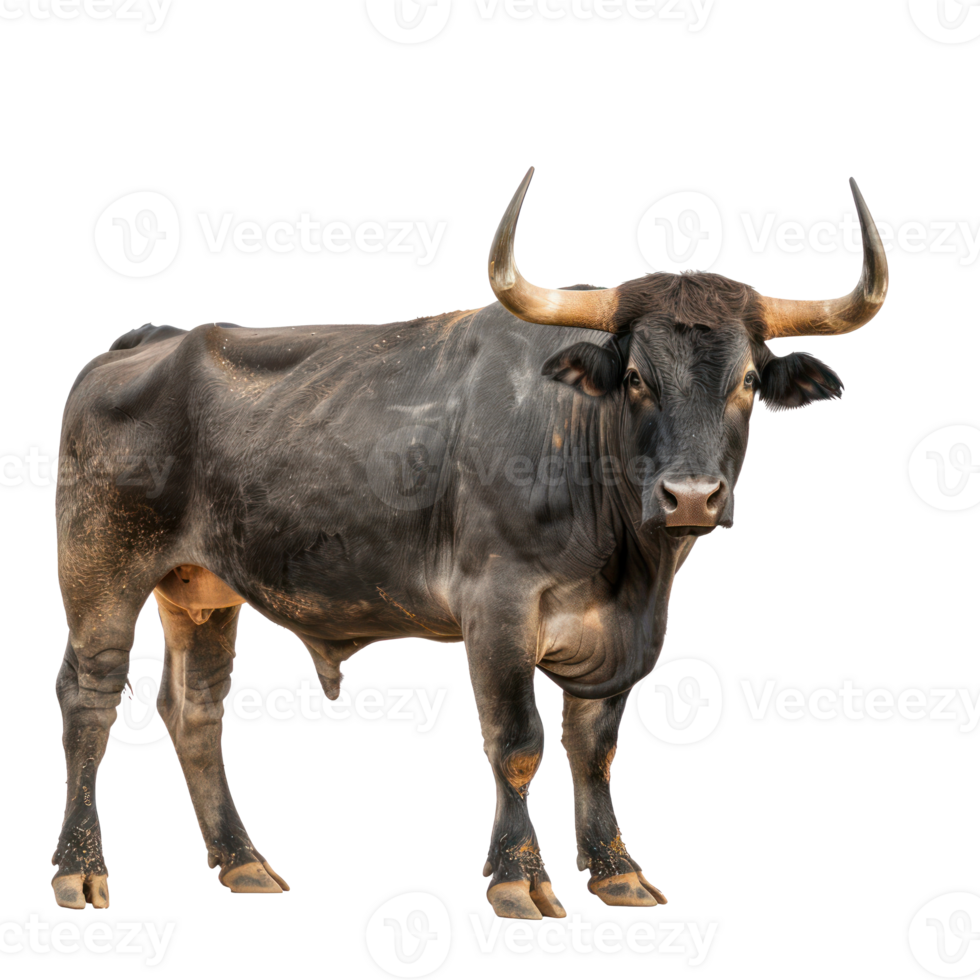 a bull is standing on a transparency background png