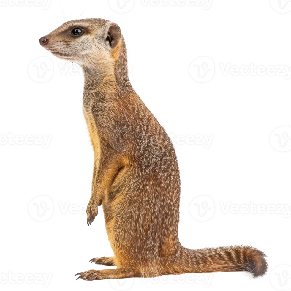 a meerkat standing on its hind legs, looking up png