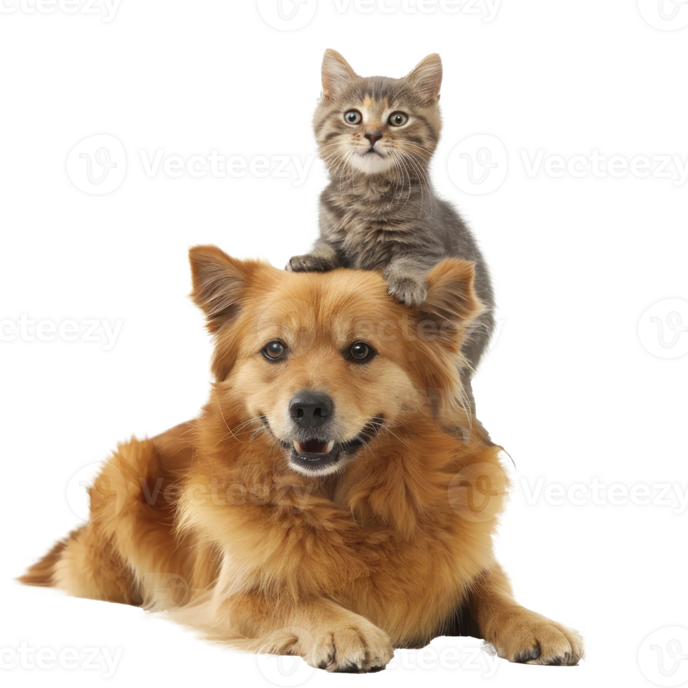 Smiling Small cat sitting on the dog, full body isolate on white background png