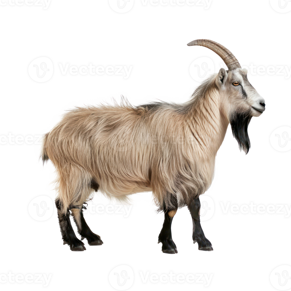 a goat standing on a transparency background png