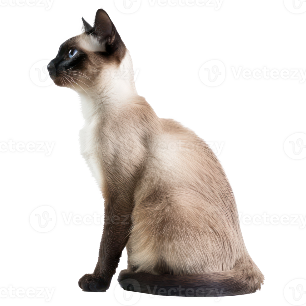 Siamese Cats side view full body isolate on transparency background, png