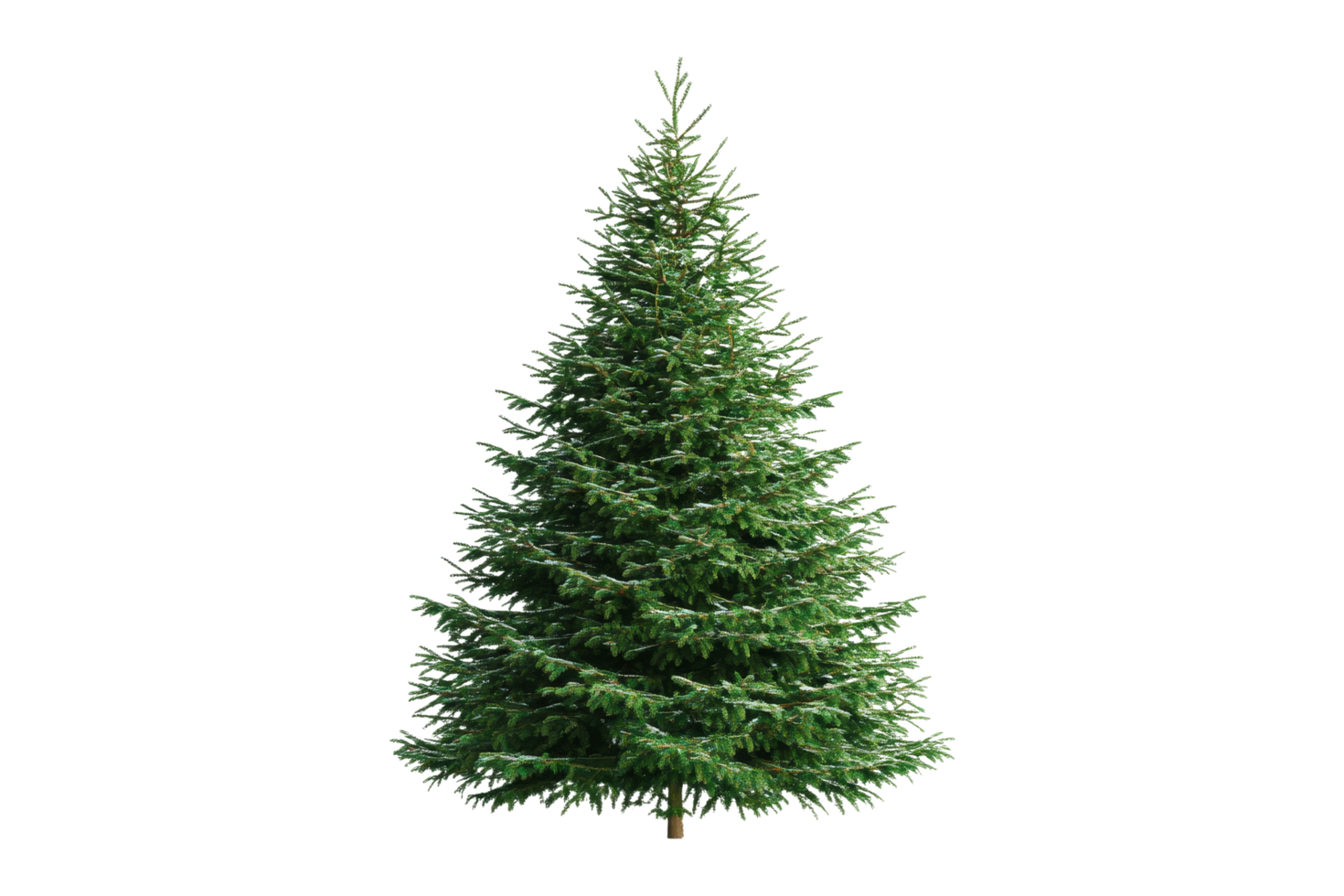 Lush evergreen tree display natural environment outdoor nature concept png