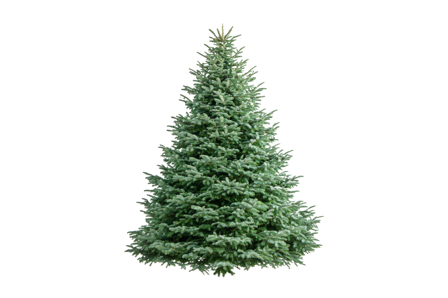 Decorative evergreen tree display for holidays indoor setting nature viewpoint greenery concept png