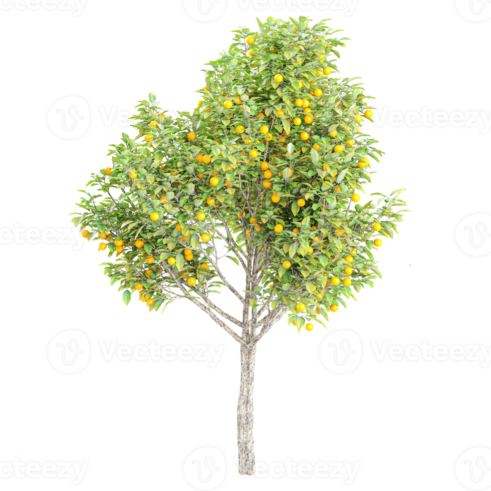 3d illustration of Citrus sinensis plant isolated on transparent canvas png