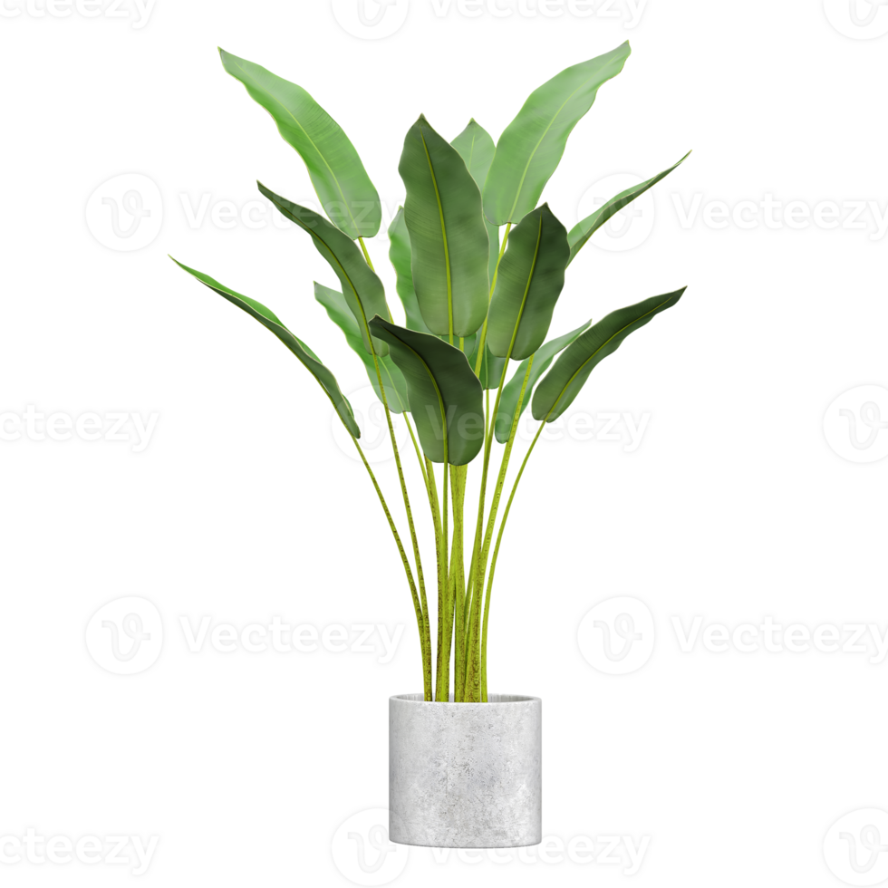 3d rendering of Banana leaf in planter isolated on transparent Canvas png