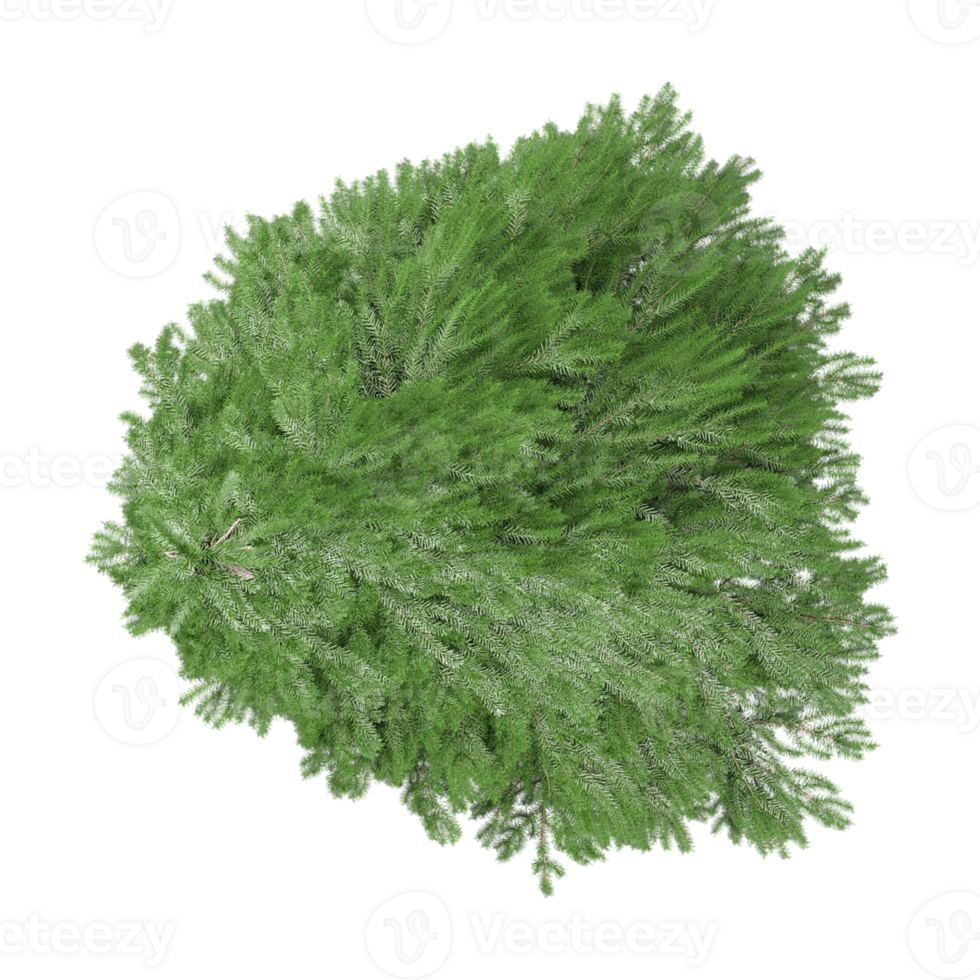 Beautiful shape of green pine tree isolated on transparent Canvas from the top view png