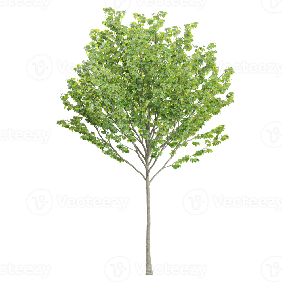 tree with green leaves on a white background png