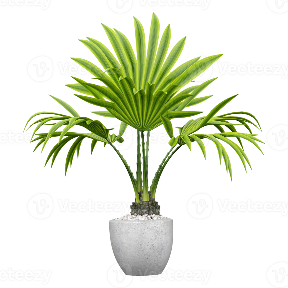 3d rendering of Livistona chinensis tree isolated on transparent Canvas png