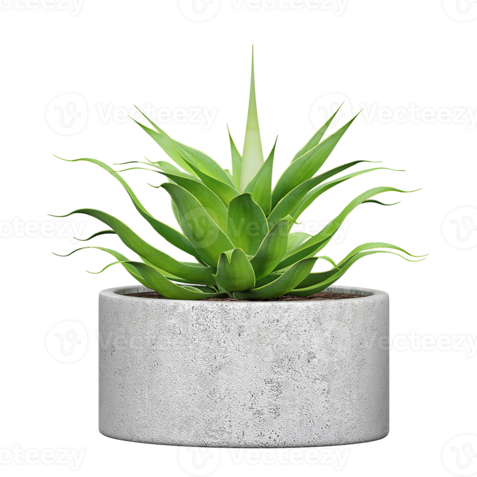 3d rendering of Foxtail agave tree isolated on transparent Canvas png