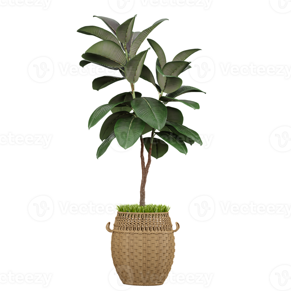 3d illustration of Rubber fig tree isolated on transparent canvas png
