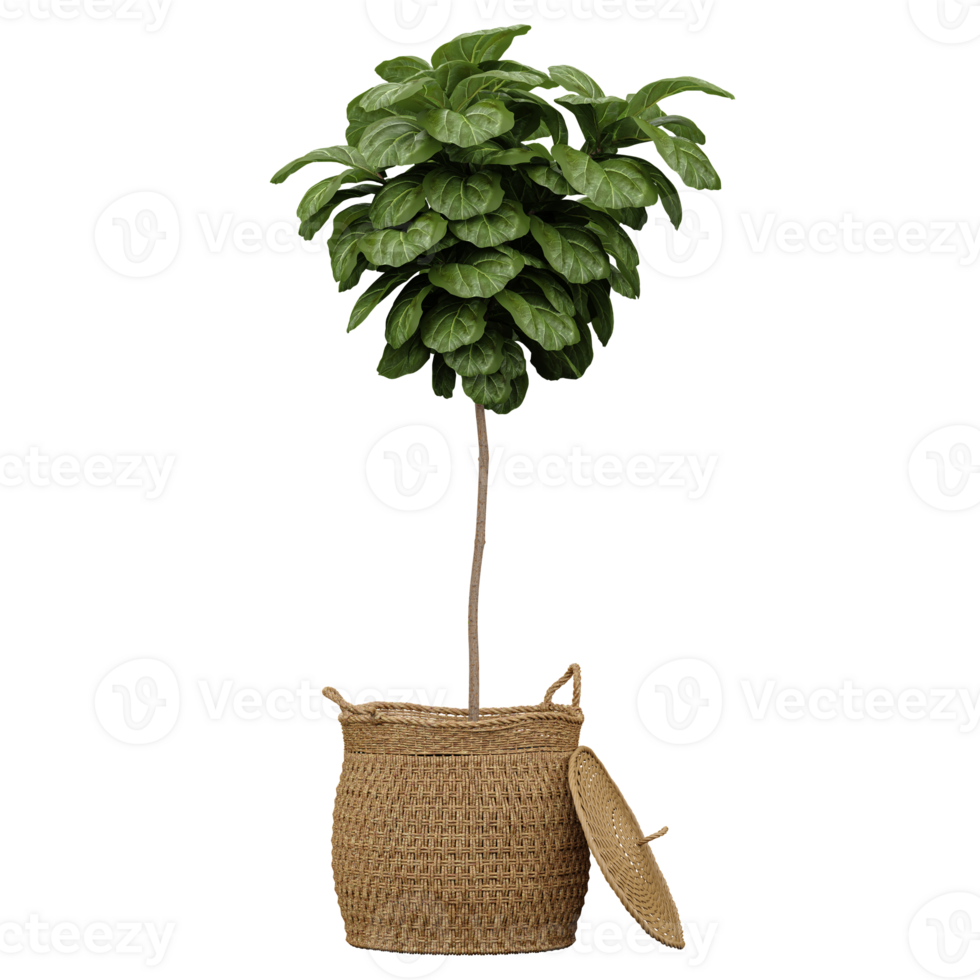 3d illustration of Fiddle-leaf fig tree isolated on transparent canvas png