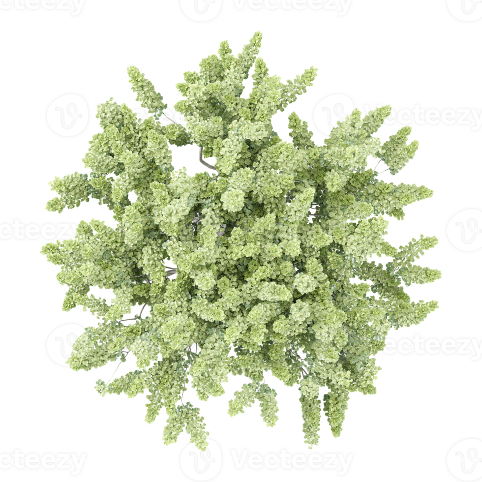 Topview of pine tree on transparent Canvas png