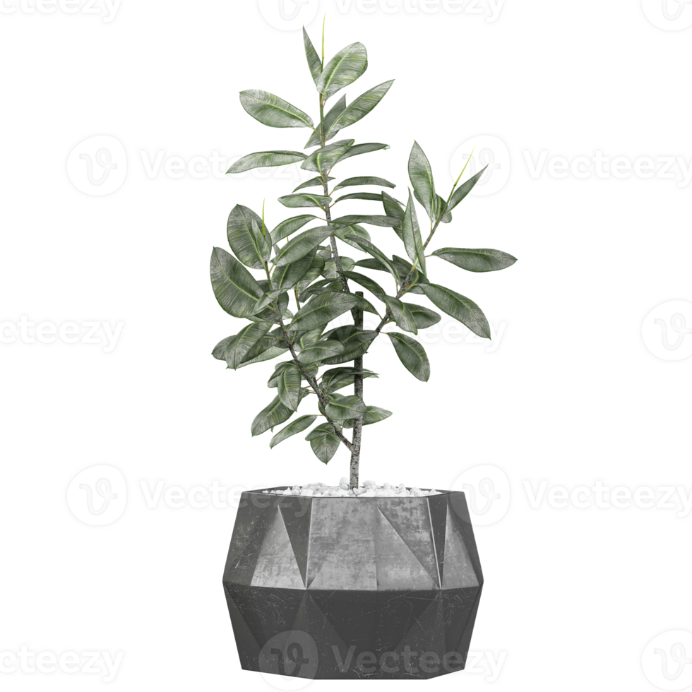3d Rendering Of Rubber fig plant in planter on Transparent Canvas png