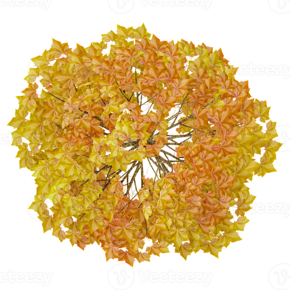 3d Rendering Of autumn plant on Transparent Canvas from the top view png