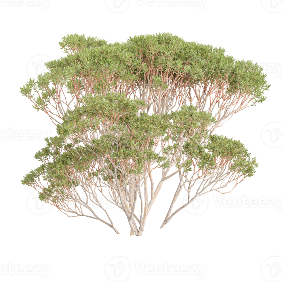 3d illustration of Eucalyptus tree isolated on transparent canvas png