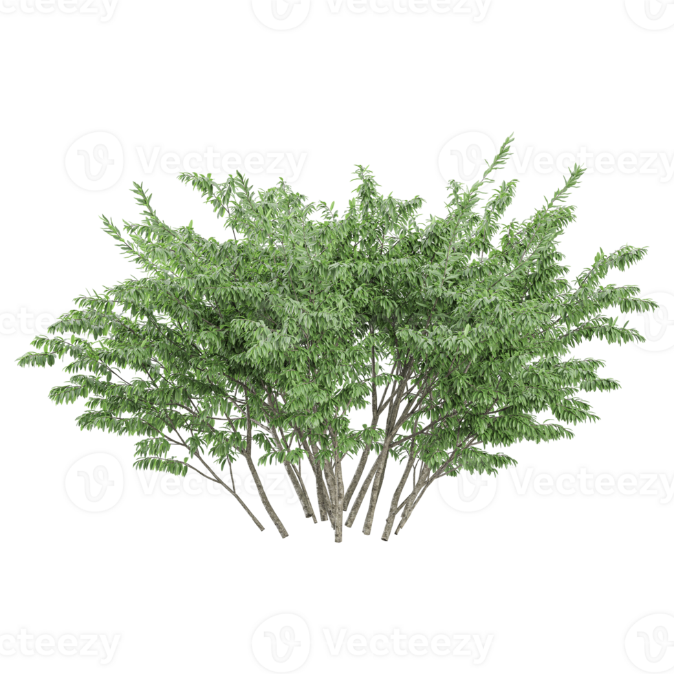 3d illustration of Beech plant isolated on transparent canvas png