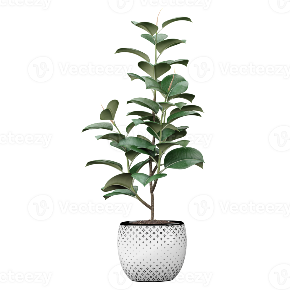 collection of Rubber fig plant with realistic style png