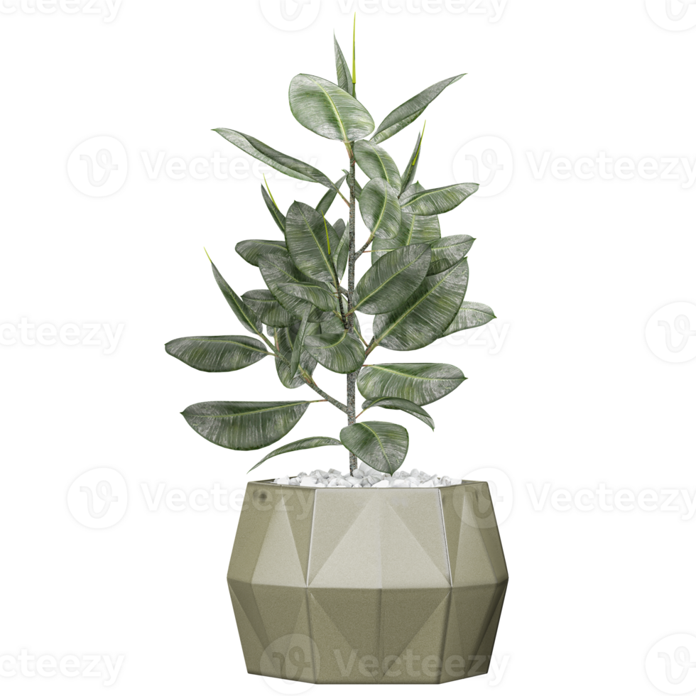3d Rendering Of Rubber fig plant in white planter on Transparent Canva png
