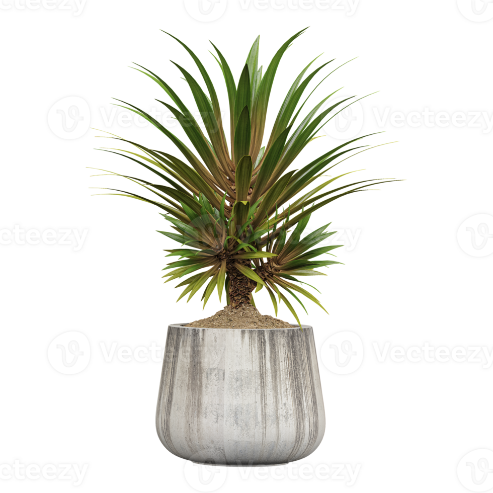 3d illustration of Dragon tree in planter isolated on transparent Canvas png