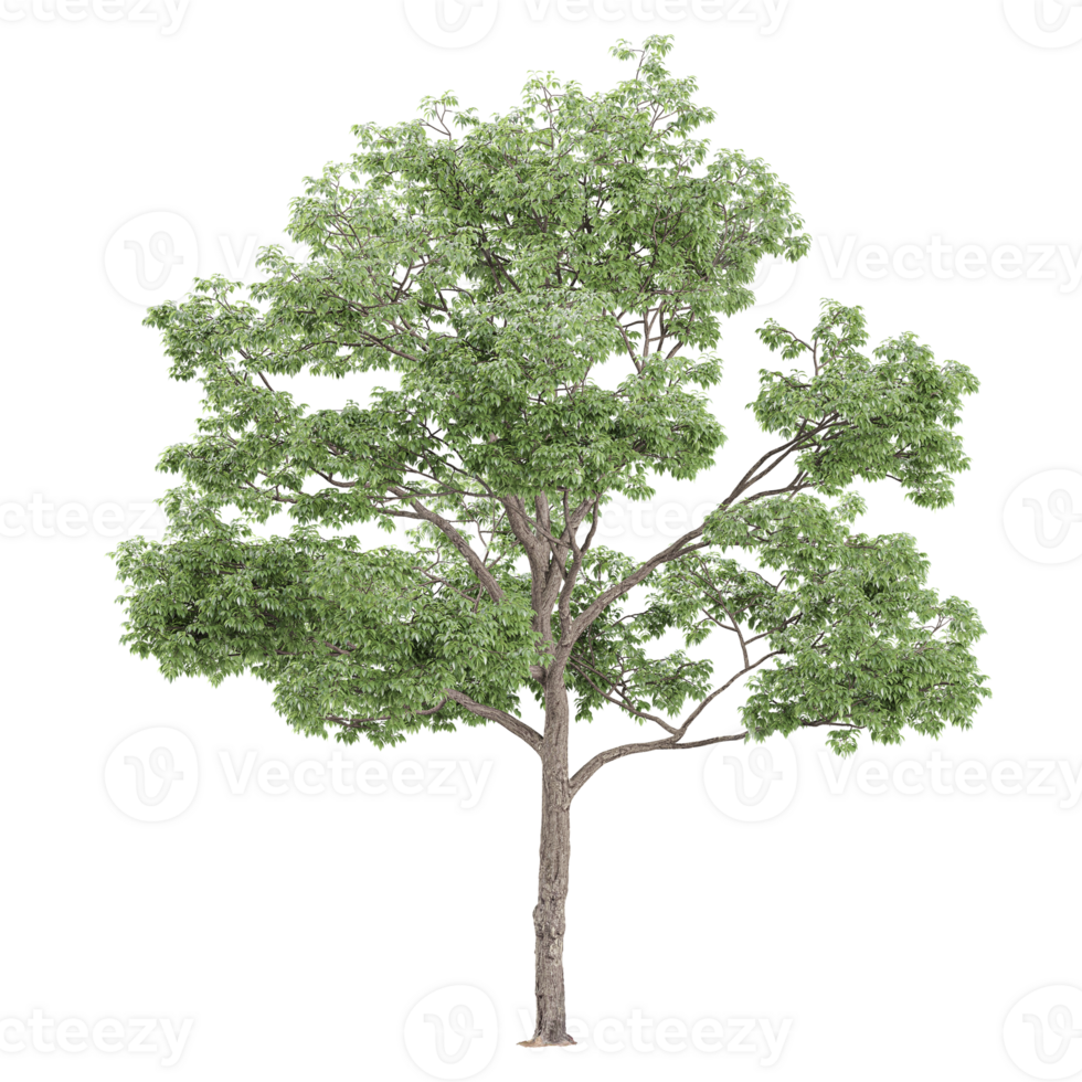 3d illustration of White oak tree isolated on transparent canvas png