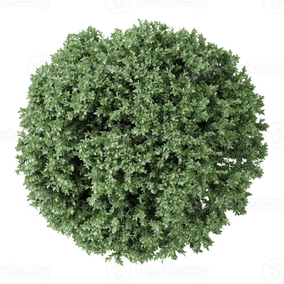 3d Rendering Of Common box plant on Transparent Canvas png
