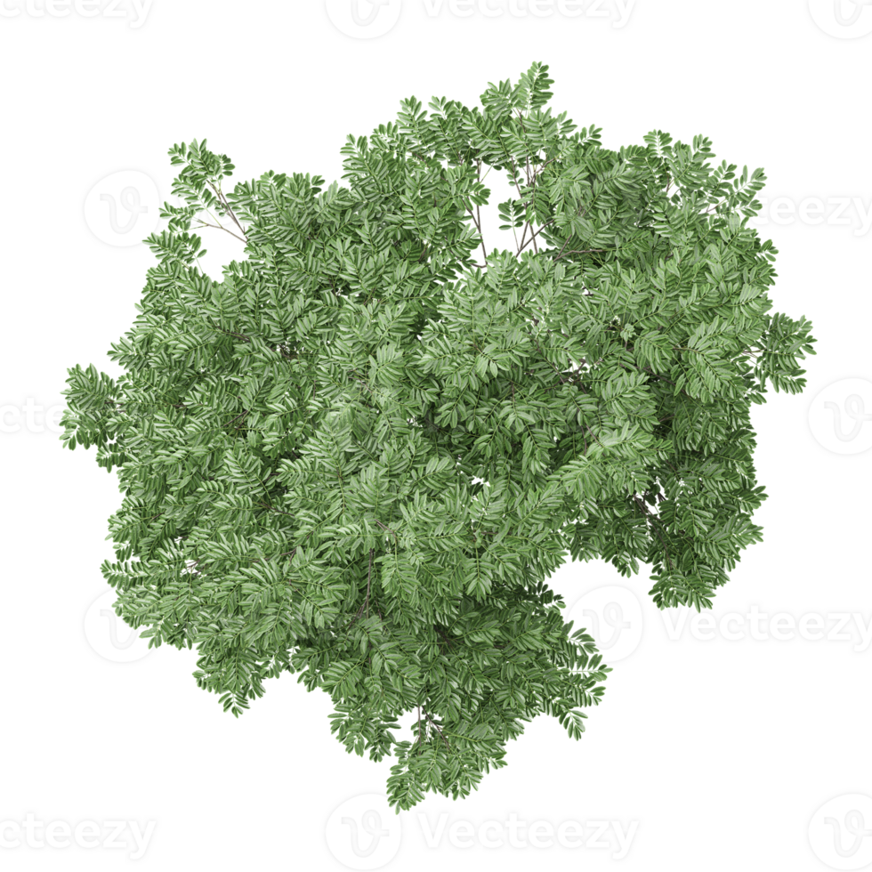3d Rendering Of European ash plant on Transparent Canvas png