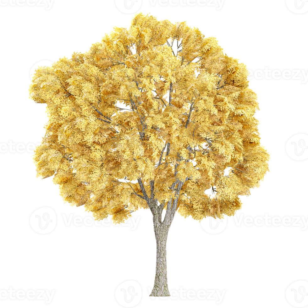 3d rendering of European beech tree isolated on transparent Canvas png