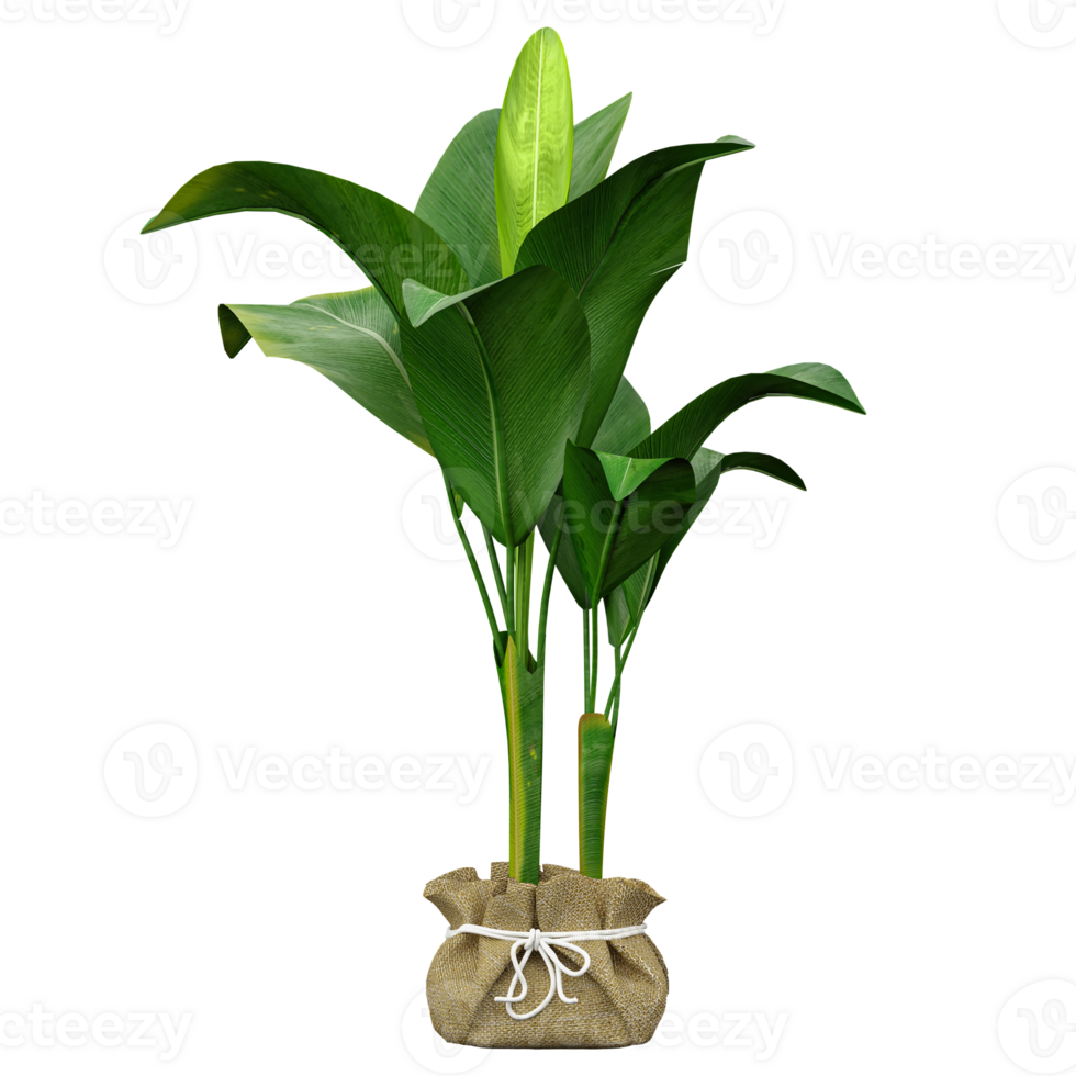 collection of Calatheas plant in planter isolated on transparent Canvas png
