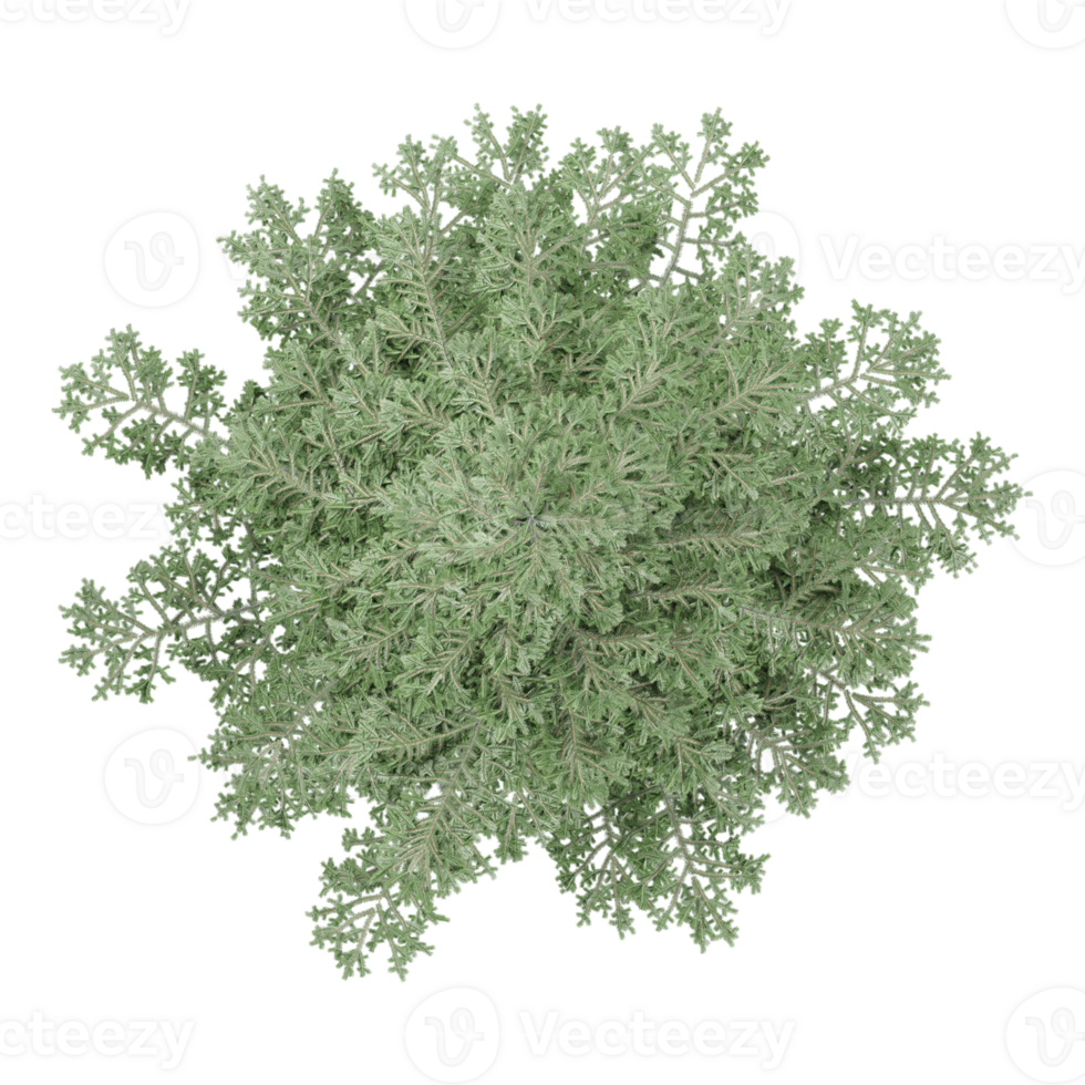 3d illustration of Crossostephium tree isolated on transparent canvas png