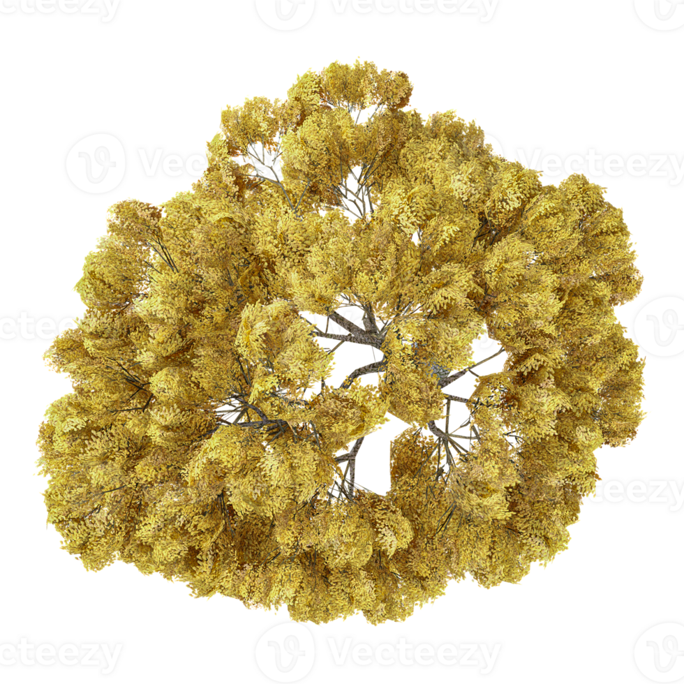 3d rendering of European beech tree isolated on transparent Canvas from the top view png