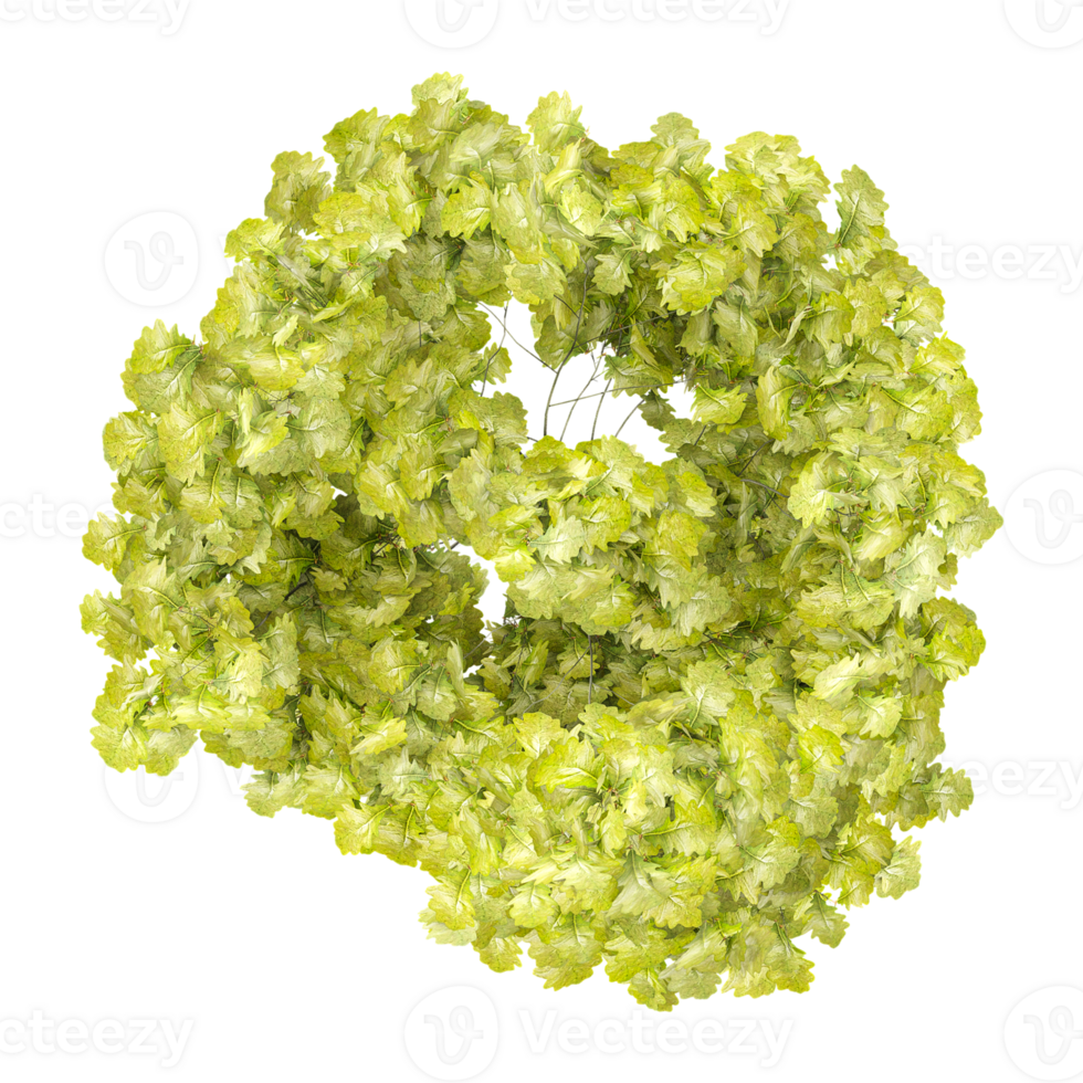 3d illustration of Larch plant isolated on transparent canvas from top view png