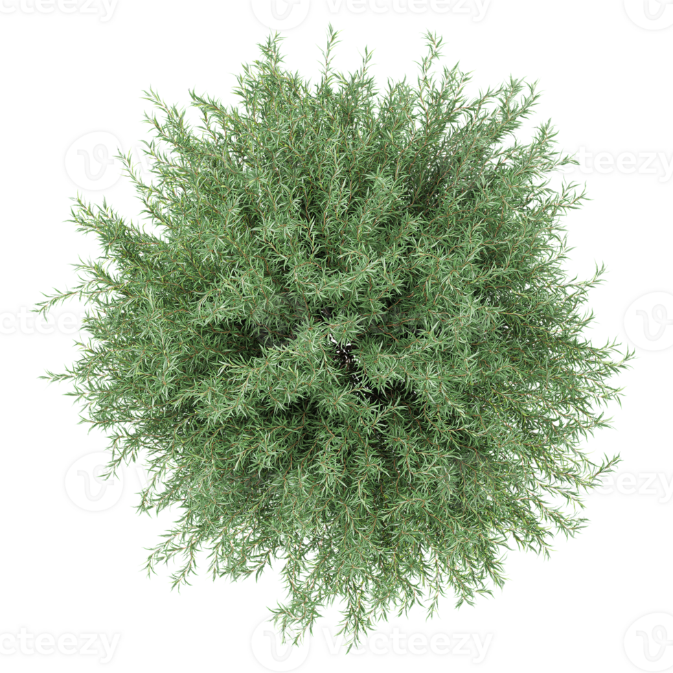 3d illustration of Myrtle tree isolated on transparent canvas from top view png
