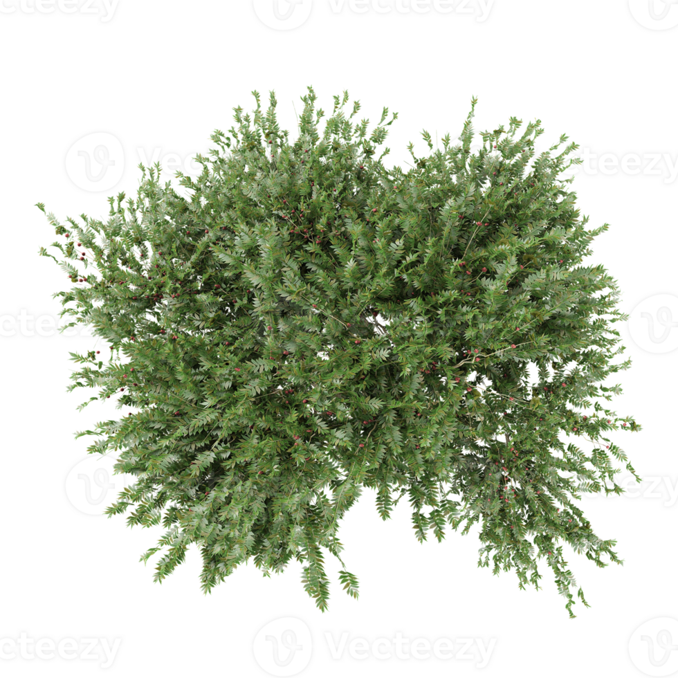 Collection of Myrtle plants isolated on transparent Canvas from the top view png