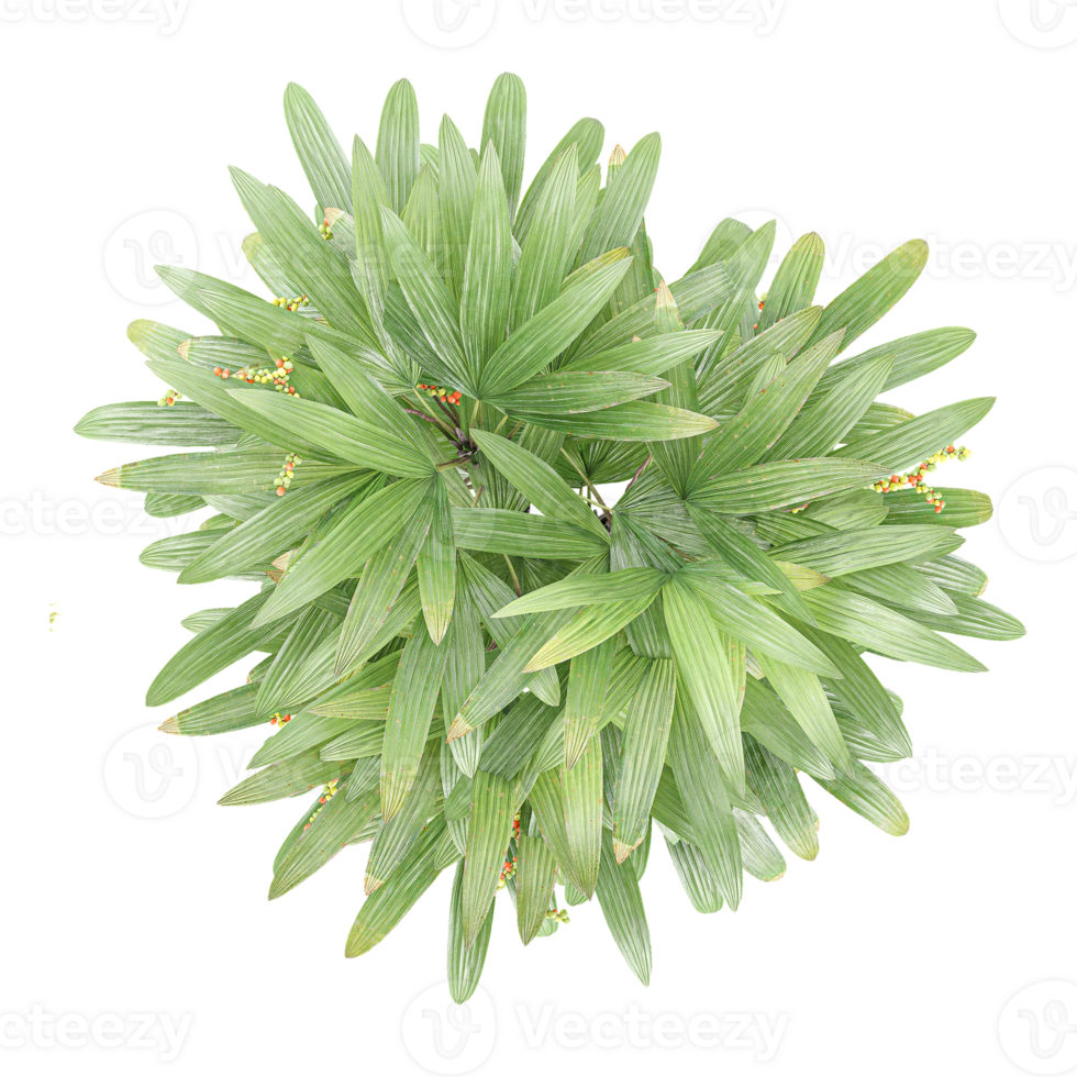 collection of Broadleaf lady palm plant with realistic style from top view png