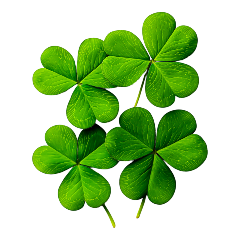 Fresh Green Four Leaf Clovers png