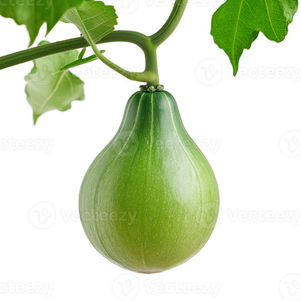 Fresh Green Calabash Gourd on Vine Autumn Harvest Healthy Food png