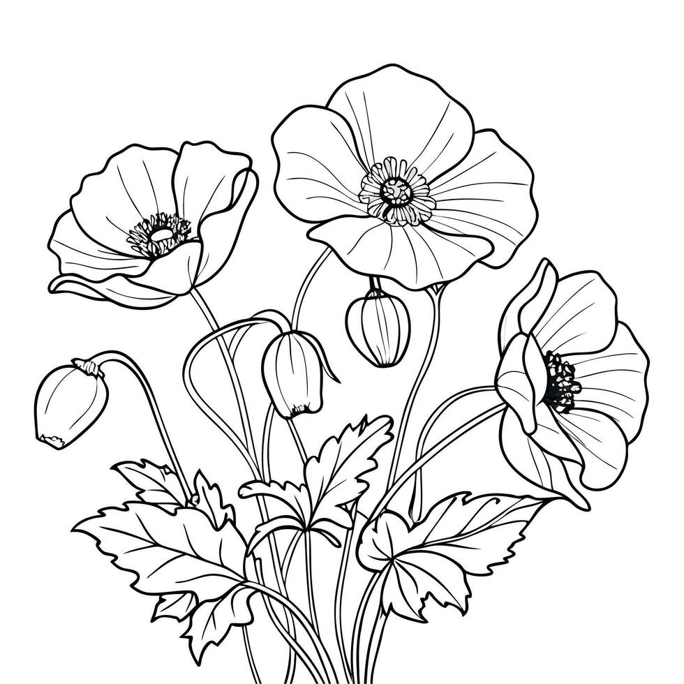Hand drawn poppy flower coloring book page line art drawing for children and adults vector