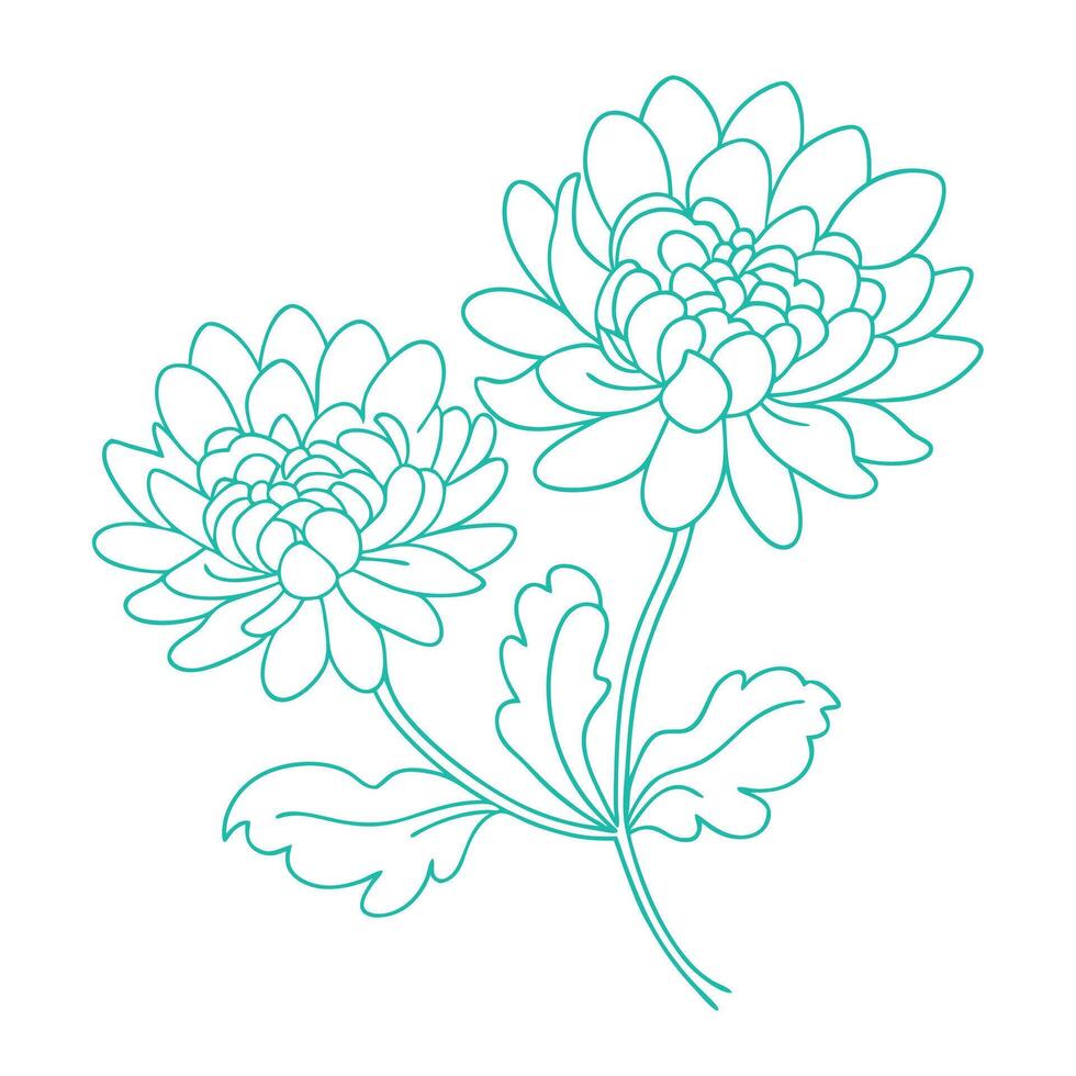 Hand drawn Chrysanthemum flower coloring book page line art drawing for children and adults vector