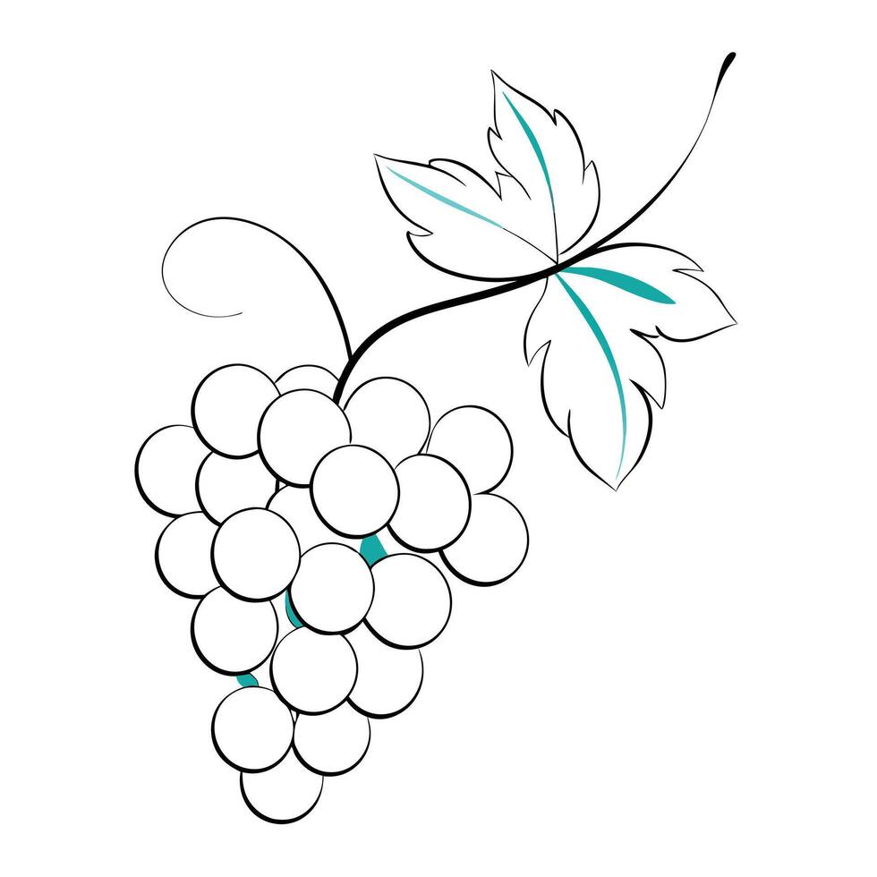 A bunch of grapes with leaves on a white background vector