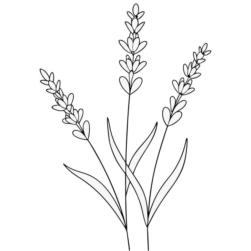 Hand drawn lavender flower coloring book page line art drawing for children and adults vector