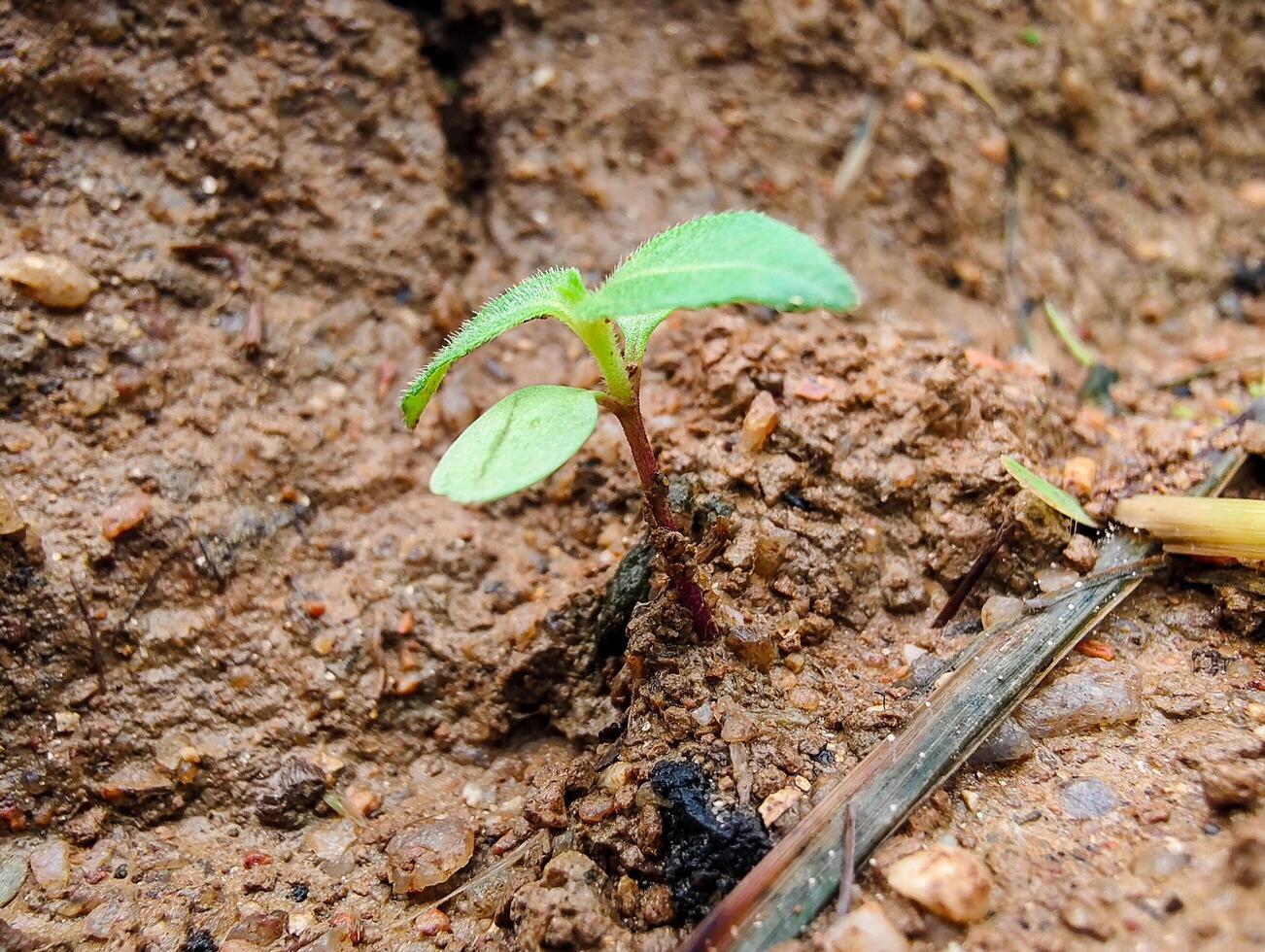 The small green sprouts breaking through the soil on a morning after the rain. photo