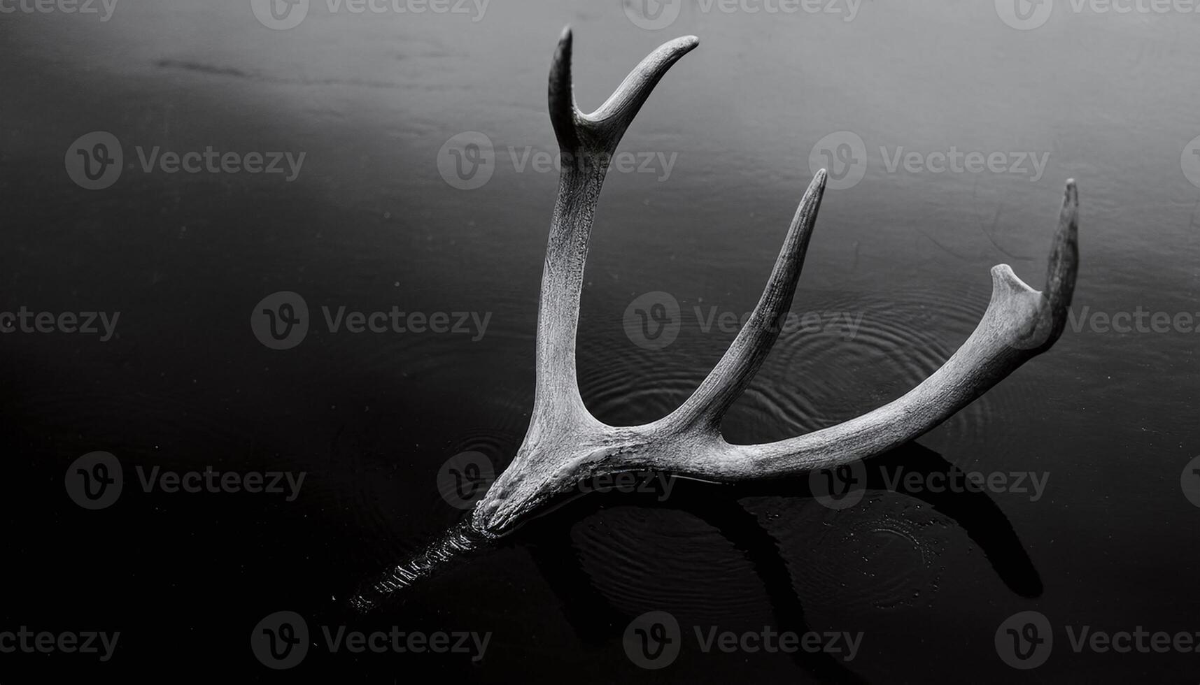 Deer Antler on Lake A Symbol of Nature's Majesty photo