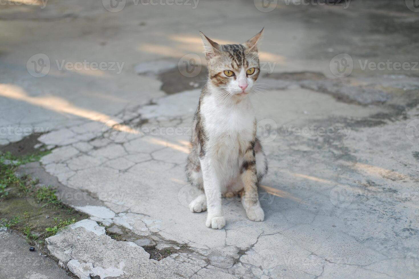 cat sitting on cement floor in the public park photo